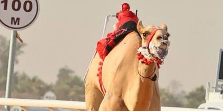 سلطان بن حمدان يشيد بإنجاز هجن الرئاسة في الجنادرية - الهلال الإخباري