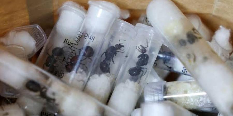بسبب سرقة 5000 نملة حمراء.. عقوبة غير تقليدية لشابين من بلجيكا في كينيا - الهلال الإخباري