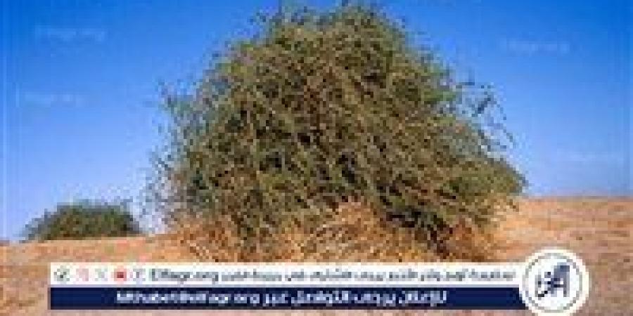 شجرة الغرقد.. بين النبوءة والتاريخ في ظل العدوان الإسرائيلي على غزة - الهلال الإخباري