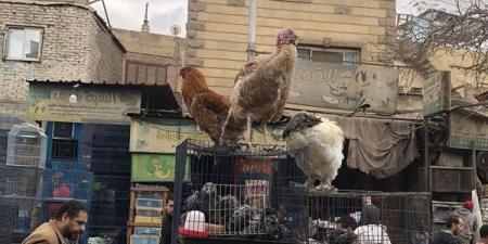 "محدش قادر عليه".. شاهد الديك لهيطة يخطف أنظار زبائن سوق الجمعة (بث مباشر) - الهلال الإخباري