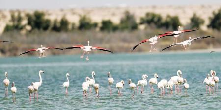 كيف تسهم الأراضي الرطبة في تقليل آثار التغير المناخي؟ - الهلال الإخباري