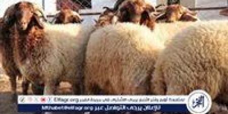 هل يجوز السلف لشراء الأضحية؟..الإفتاء تجيب - الهلال الإخباري