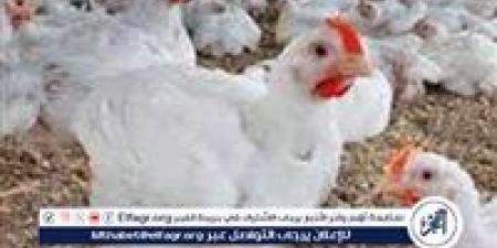 بورصة الدواجن.. أسعار الفراخ البيضاء اليوم السبت 28-6-2025 في قنا - الهلال الإخباري