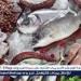 أسعار السمك اليوم الاثنين 19-5-2025 في محافظة قنا - الهلال الإخباري