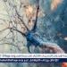 الولايات المتحدة توافق على أول فحص دم لمرض ألزهايمر - الهلال الإخباري