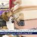 «بسبب كلب شمّ ريحة المحشي»
