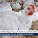 بورصة الدواجن.. أسعار الفراخ البيضاء اليوم السبت 28-6-2025 في قنا - الهلال الإخباري