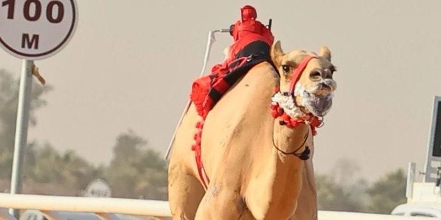 سلطان بن حمدان يشيد بإنجاز هجن الرئاسة في الجنادرية - الهلال الإخباري