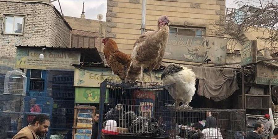 "محدش قادر عليه".. شاهد الديك لهيطة يخطف أنظار زبائن سوق الجمعة (بث مباشر) - الهلال الإخباري