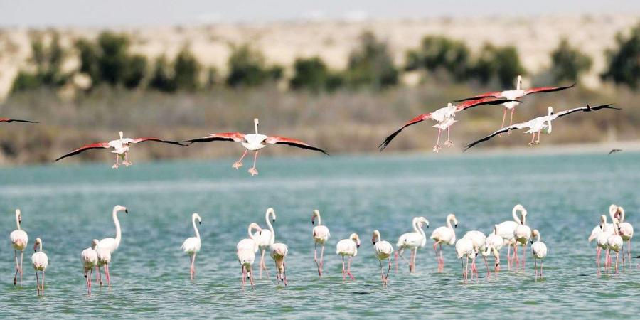 كيف تسهم الأراضي الرطبة في تقليل آثار التغير المناخي؟ - الهلال الإخباري