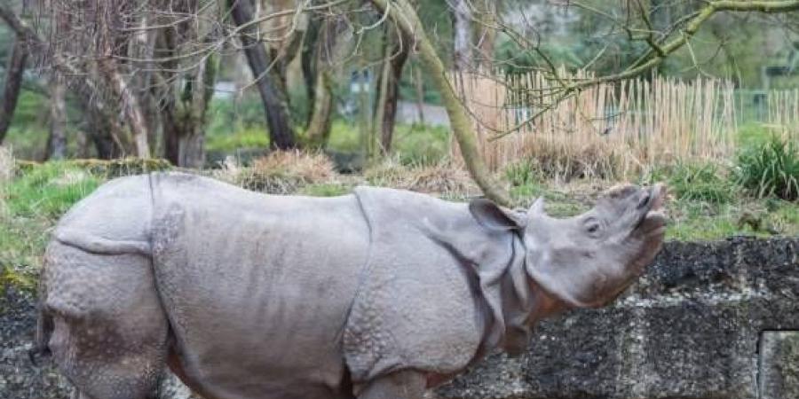 لسبب غامض.. رجل يهاجم وحيد القرن في حديقة حيوان سويسرية - الهلال الإخباري