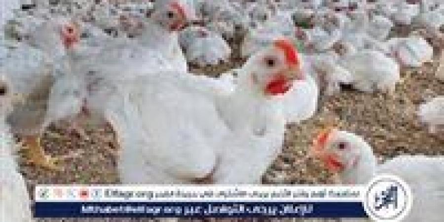 بورصة الدواجن.. أسعار الفراخ البيضاء اليوم الثلاثاء 6-5-2025 في قنا - الهلال الإخباري
