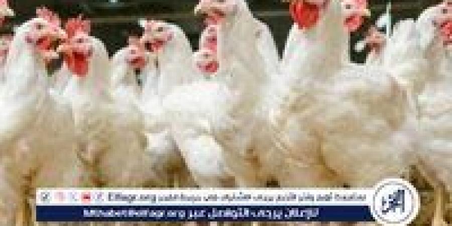 أول رد رسمي من "الزراعة" بشأن نفوق 30% من إنتاج الدواجن في مصر - الهلال الإخباري