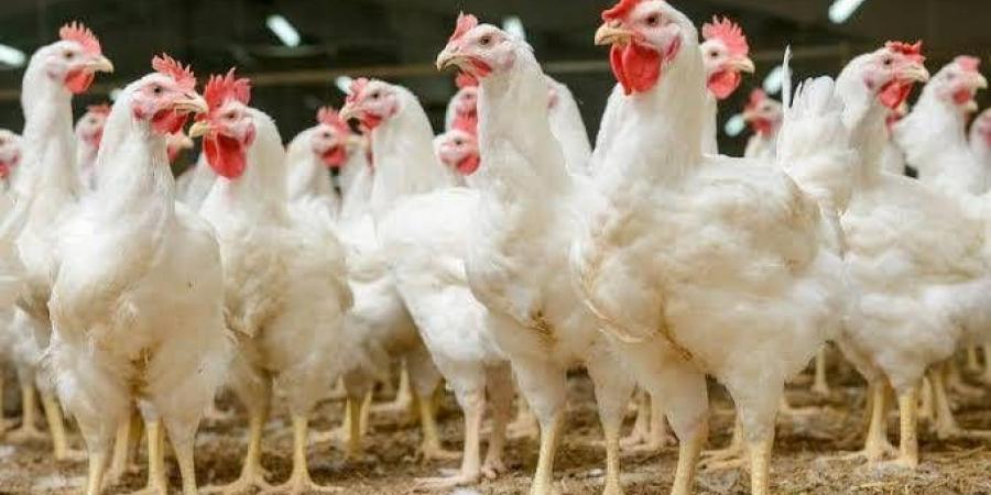 بيان مجلس الوزراء المصري حول وجود فيروسات أو متحورات وبائية بين الدواجن - الهلال الإخباري