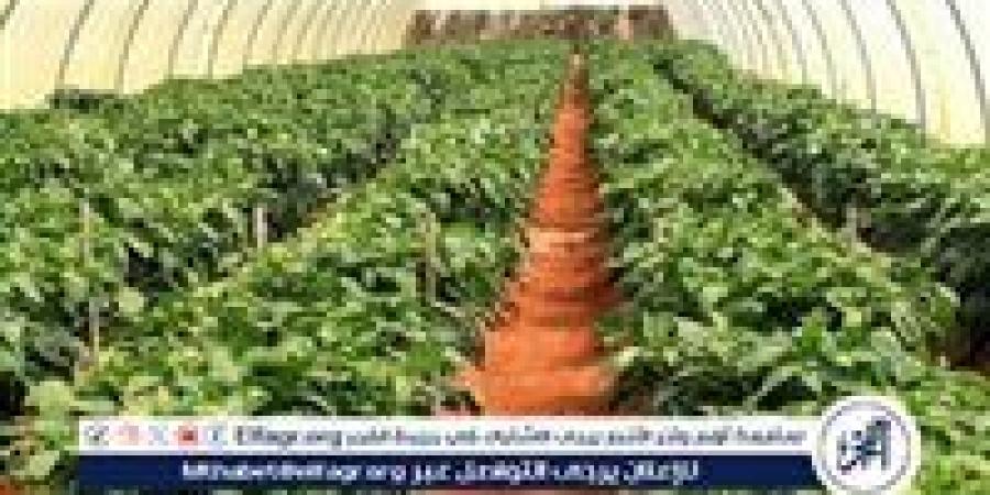 خبير: مشروع الصوب الزراعية في الفيوم طفرة إنتاجية تعادل 10 أضعاف الفدان التقليدي - الهلال الإخباري