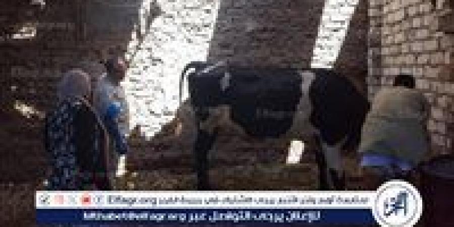 وفد "البيطرية بالقاهرة" يتابع أعمال التلقيح الاصطناعي والرعاية التناسلية في وحدات قنا - الهلال الإخباري