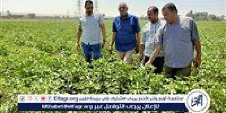 وكيل زراعة أسيوط يتفقد الزراعات الصيفية بمركزى أسيوط وأبوتيج - الهلال الإخباري