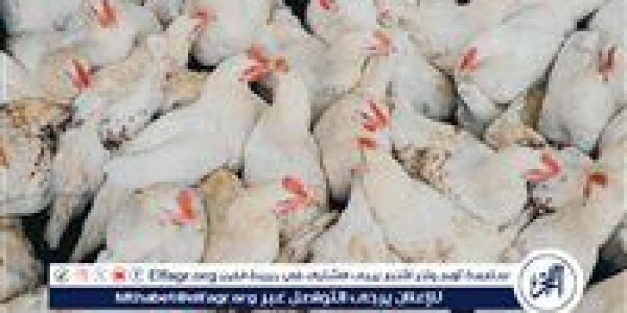 أسعار الفراخ البيضاء اليوم الثلاثاء 10-6-2025 في الدقهلية - الهلال الإخباري