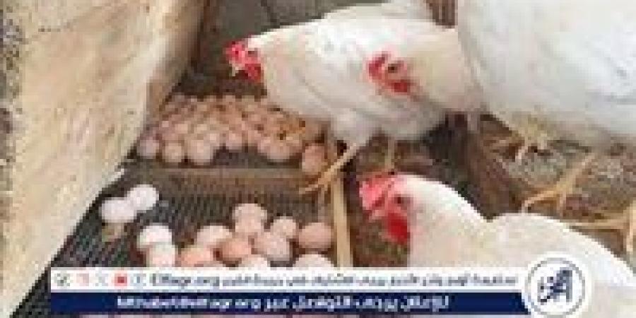 15 نصيحة لتخفيف تأثير الحرارة وتجنب الإجهاد على الدواجن والماشية - الهلال الإخباري