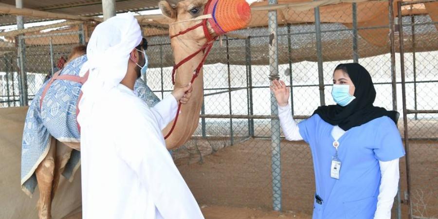 المركز المرجعي لأمراض الإبل.. جاهزية للتصدي للطوارئ - الهلال الإخباري
